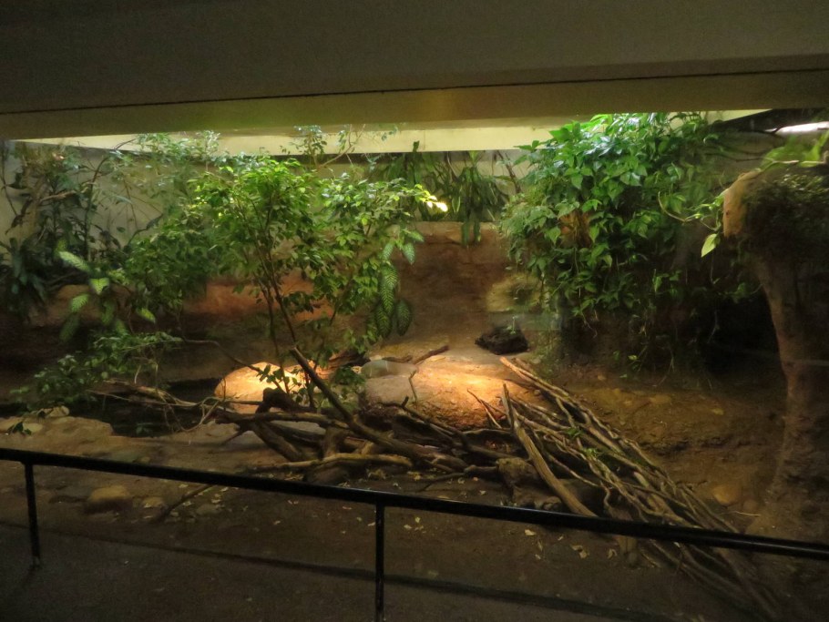 Палюдариум Кайман