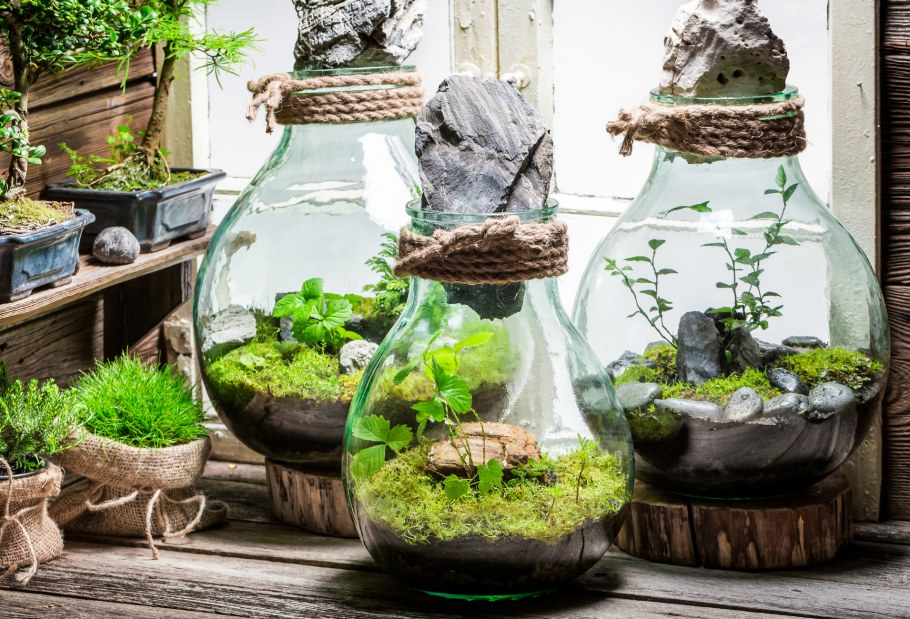 Террариум с большим уровнем кислорода