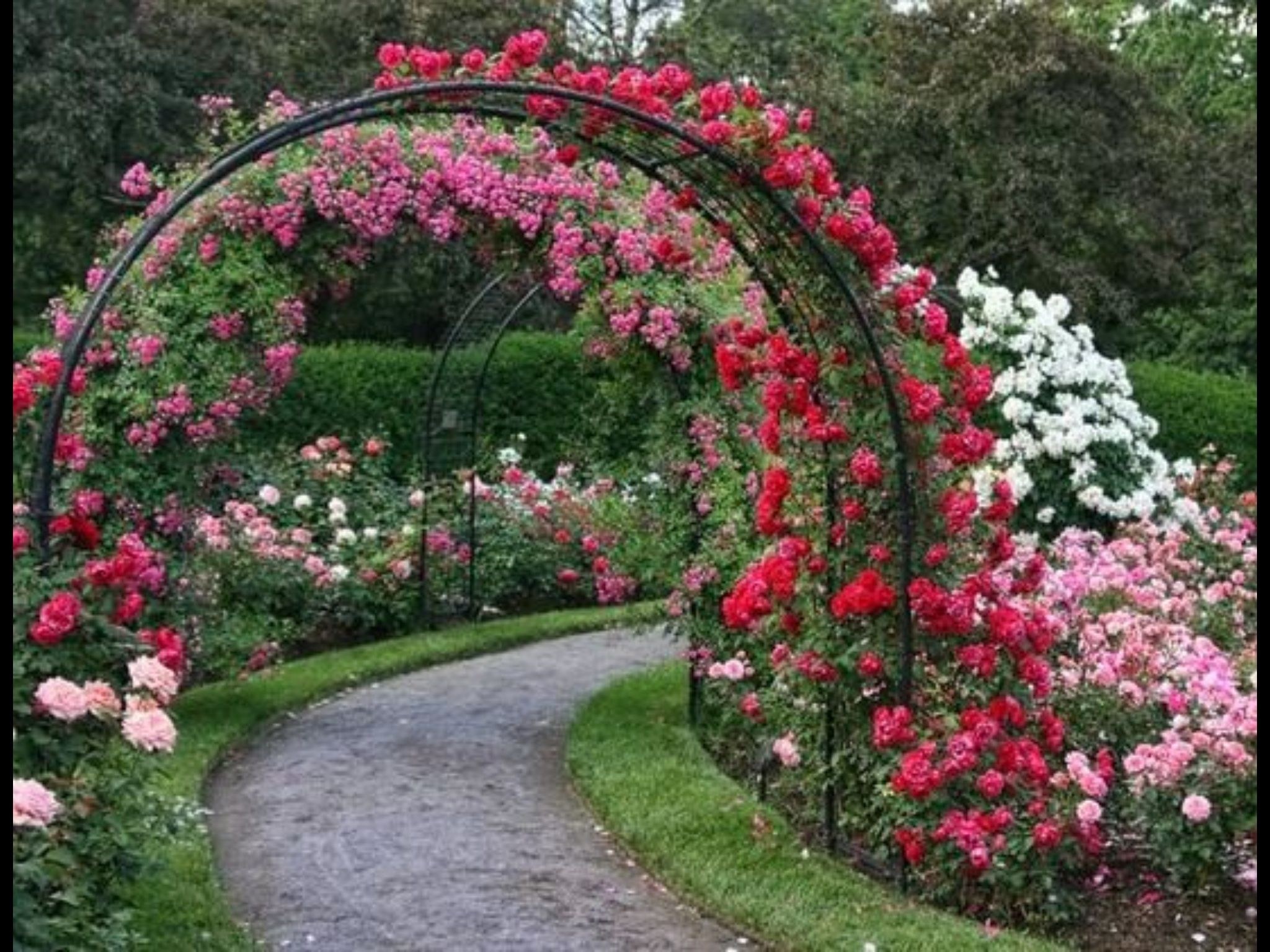 Для садовых цветов своими руками. Розы в саду. Розы плетистые Роуз Гарден.