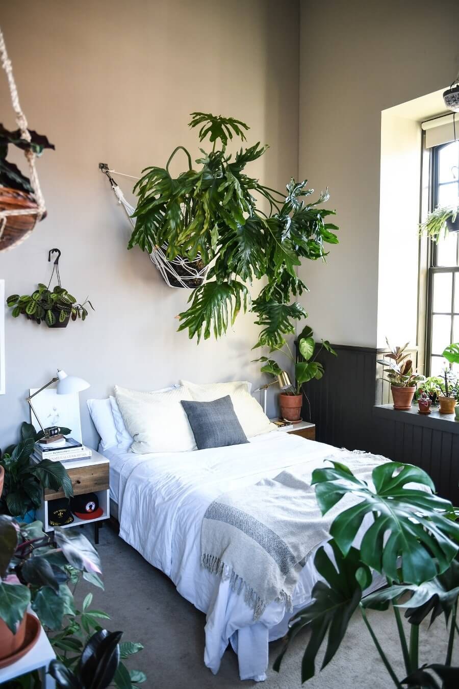 Тропические растения в интерьере