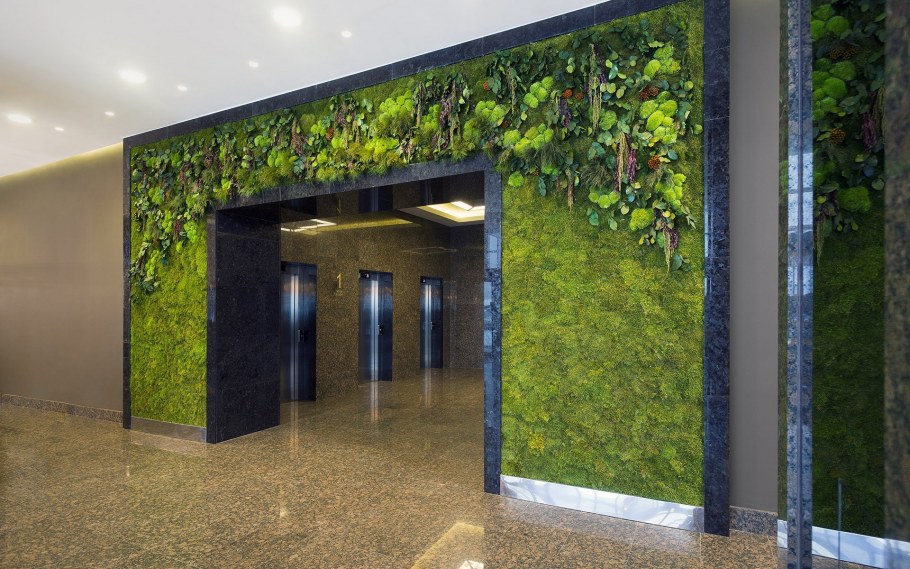 Зелень фитостены