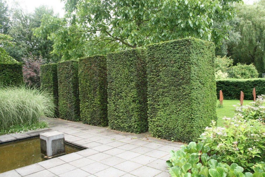 Растения для веранды