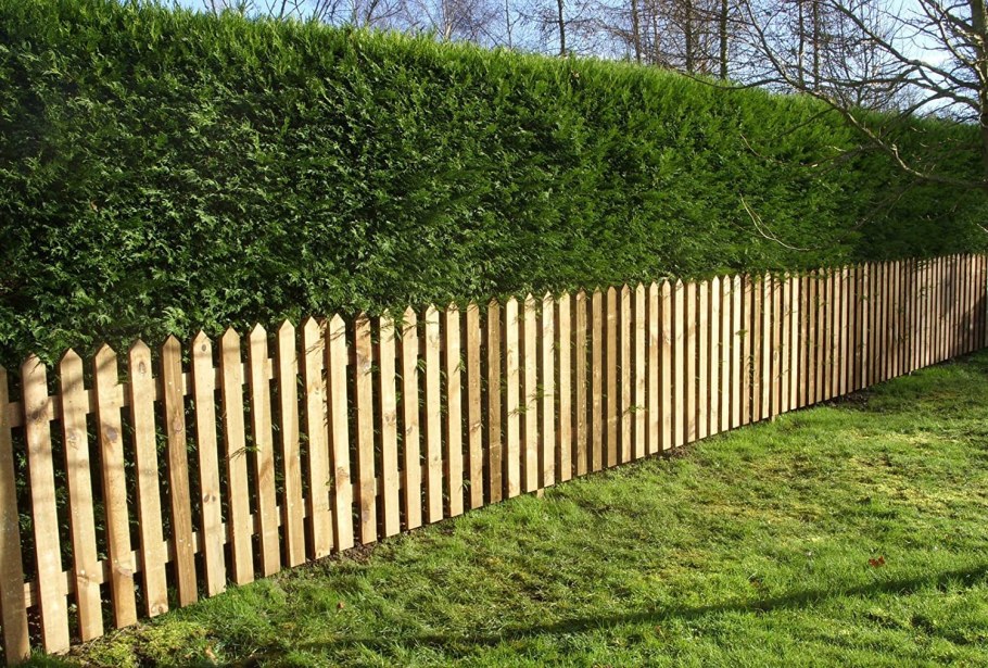 Красивый газон