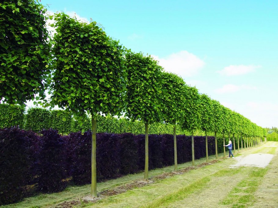 Липа мелколистная Грин Глоб