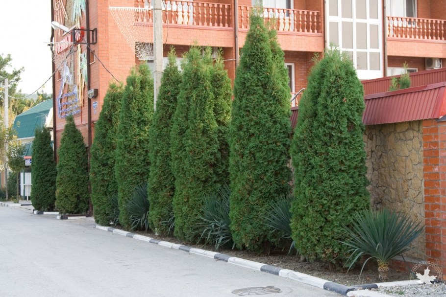 Живая изгородь для зонирования ландшафта