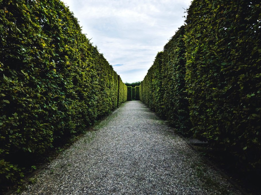 Клён Глобозум в живой изгороди