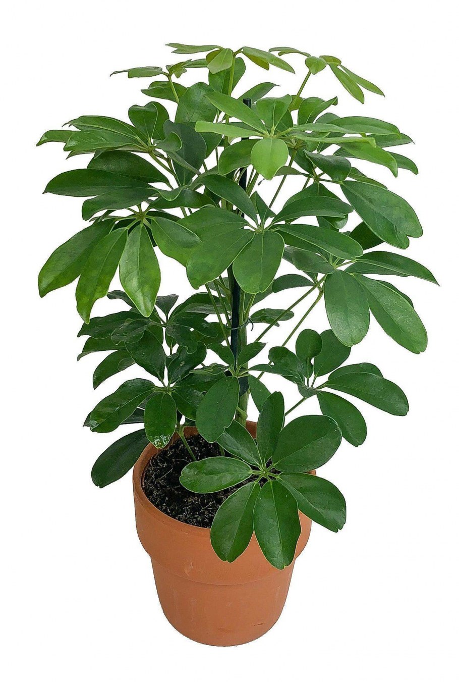 Schefflera arboricola цветок