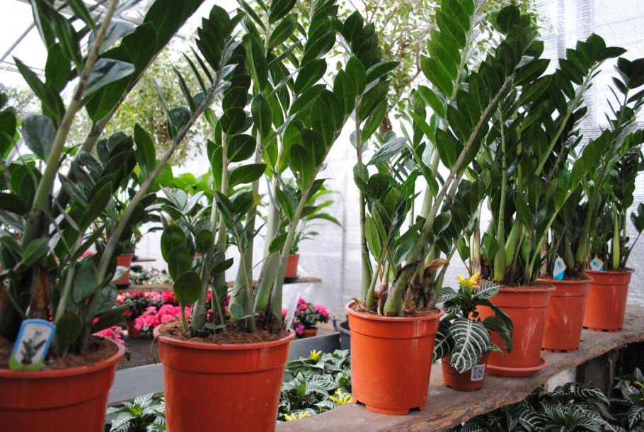 Нецветущие комнатные растения