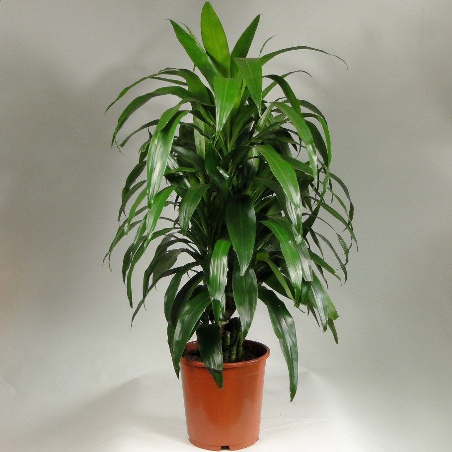 Драцена Фрагранс Рики