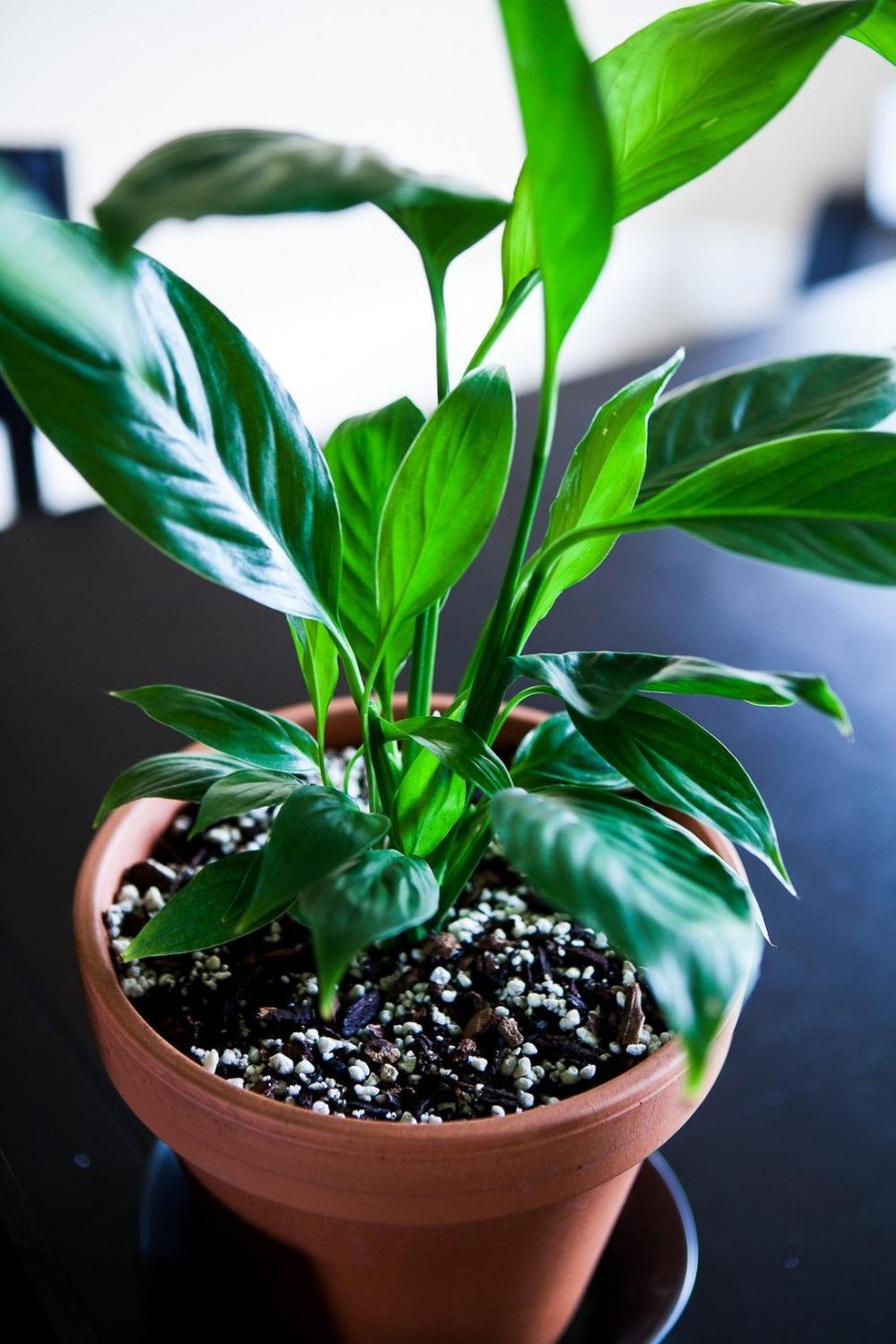 Комнатные цветы спатифиллум