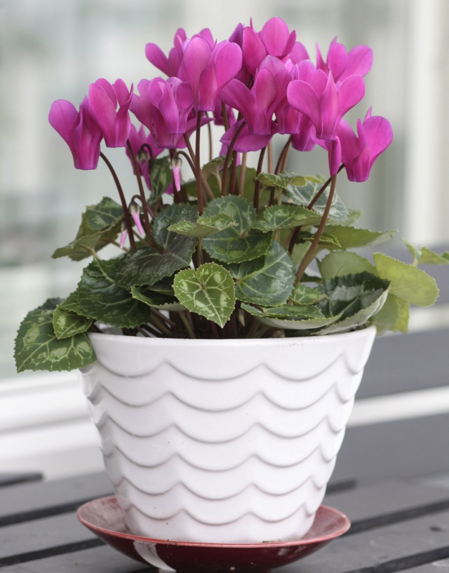 Комнатные цветы цикламен