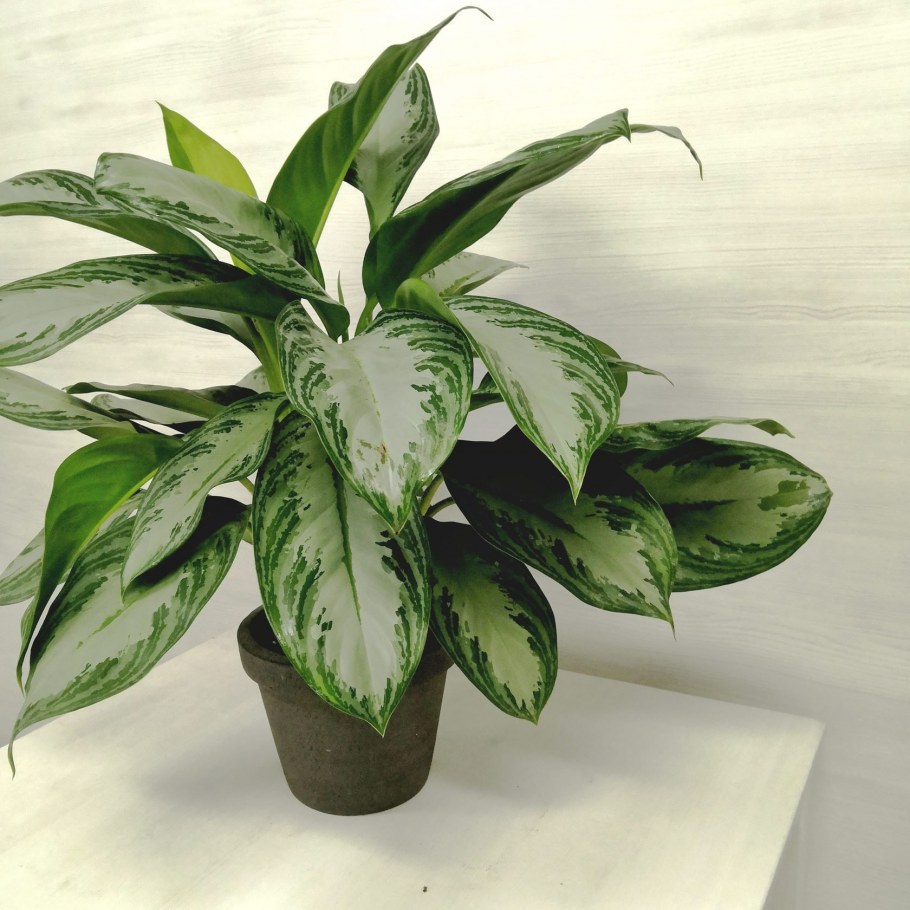 Аглаонема Джемини