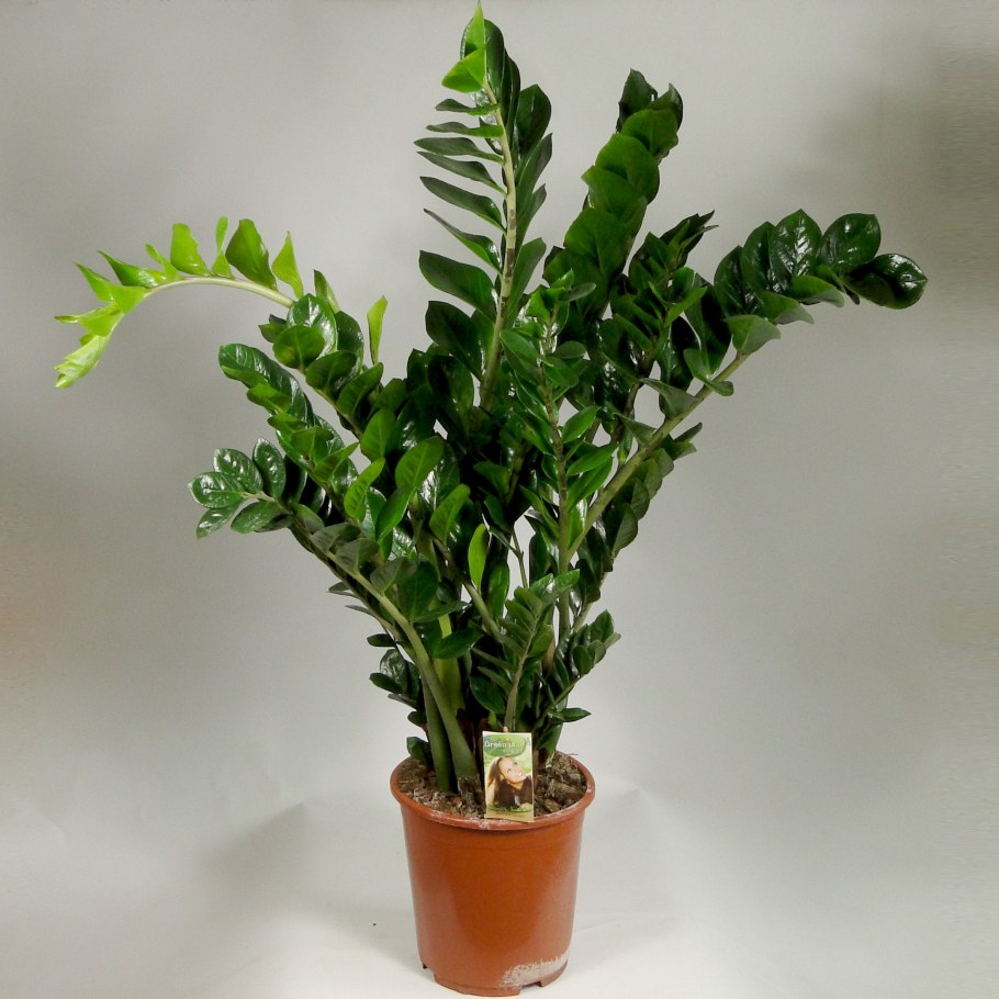 Замиокулькас цветок