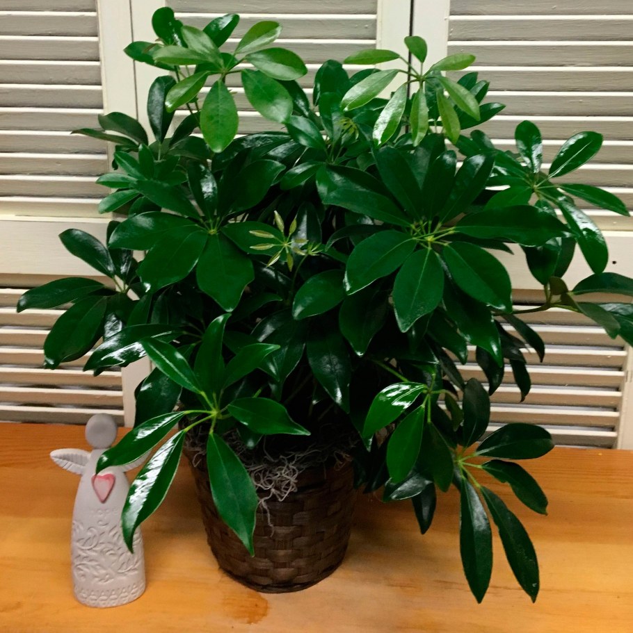 Гептаплеурум древовидная