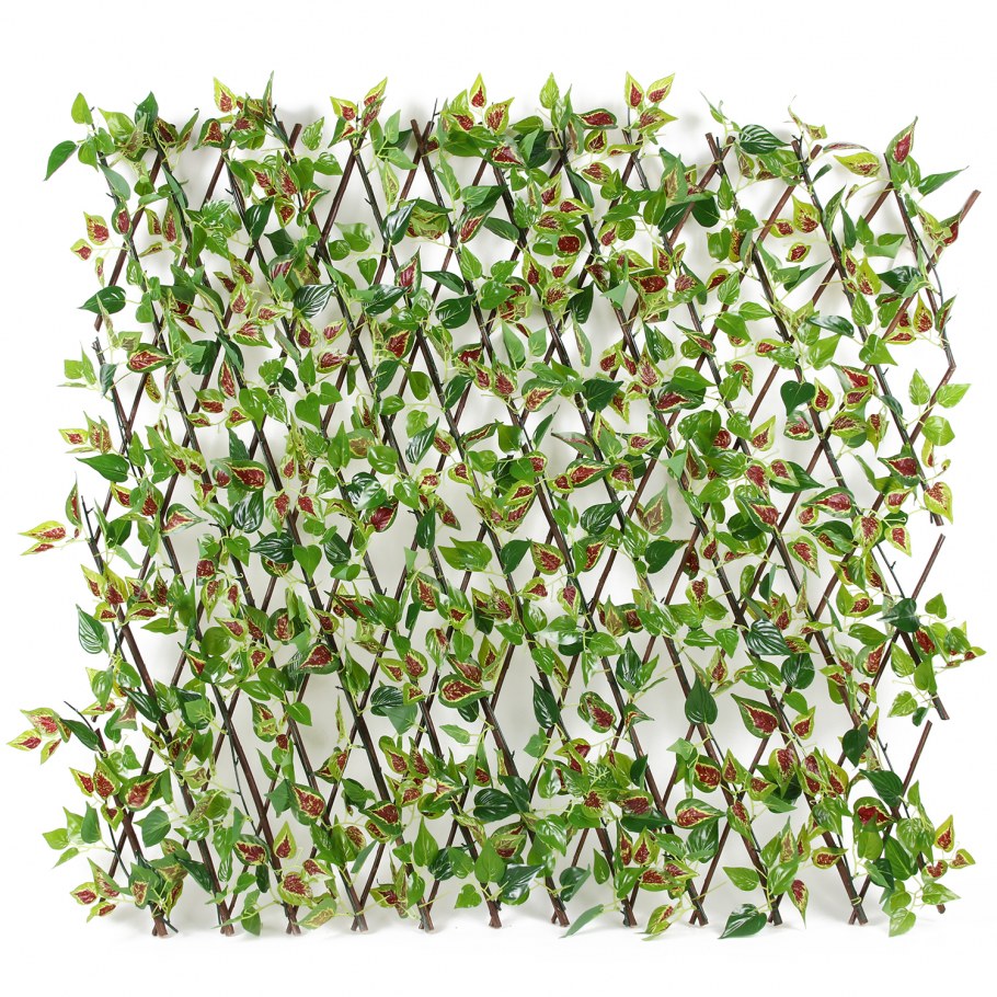 Плющ Живая изгородь сетка