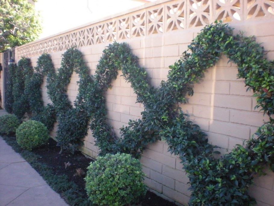 Английский сад плющ