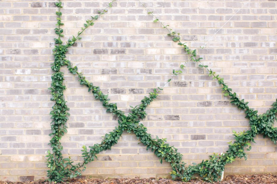 Кирпичная стена с плющом