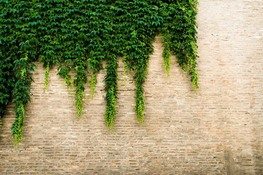 Девичий виноград фитостена