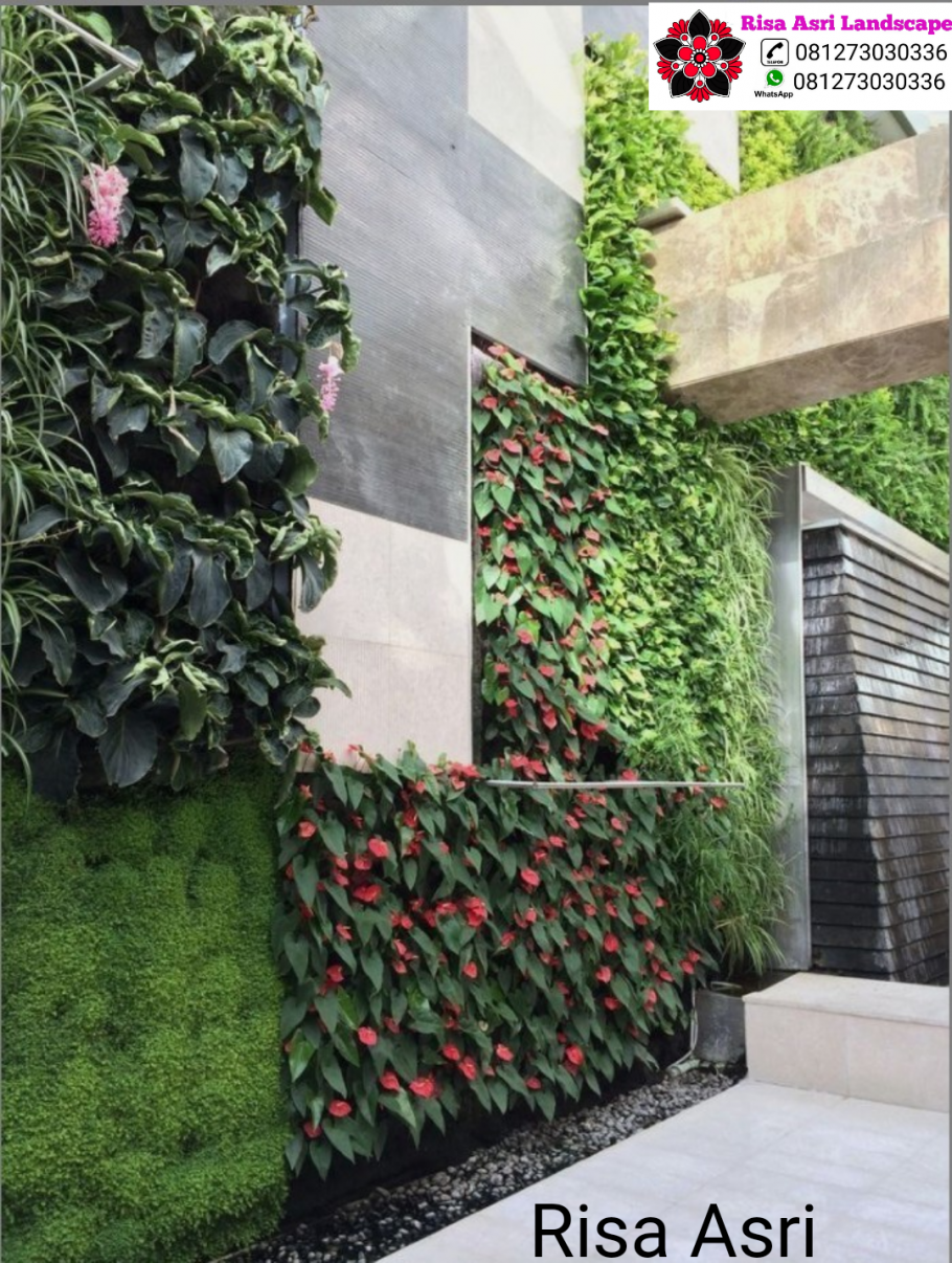 Плющ Хедера оплетающий здания