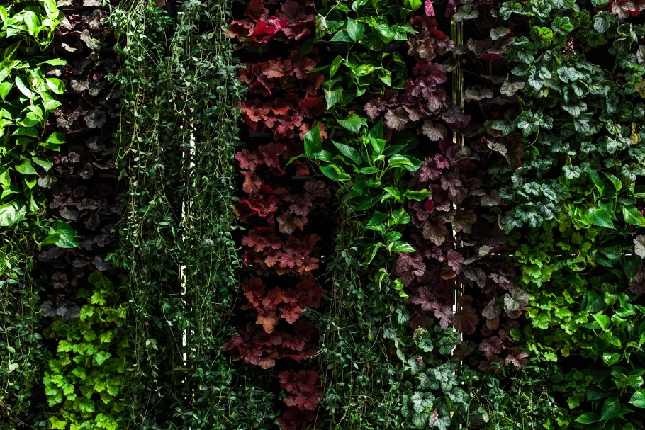 Растения для украшения забора