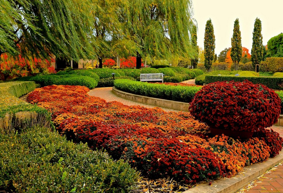 Гарден Сити хризантемы