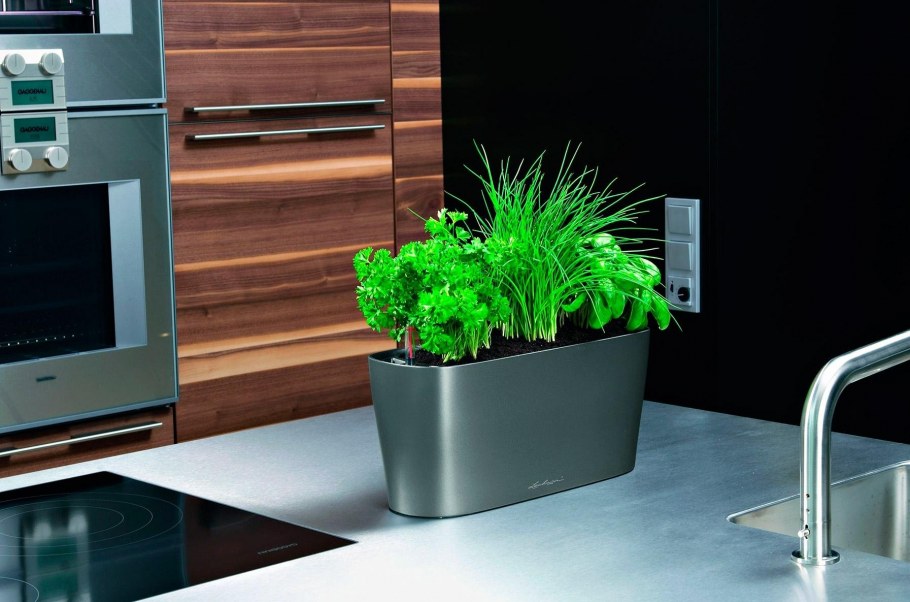 Комнатные растения на кухне