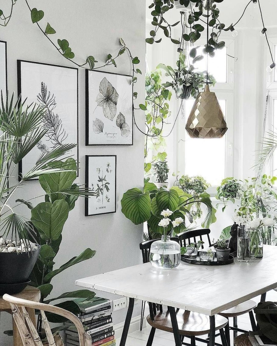 Комнатные растения в интерьере кухни-гостиной