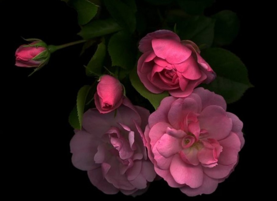 Цветок "пион"