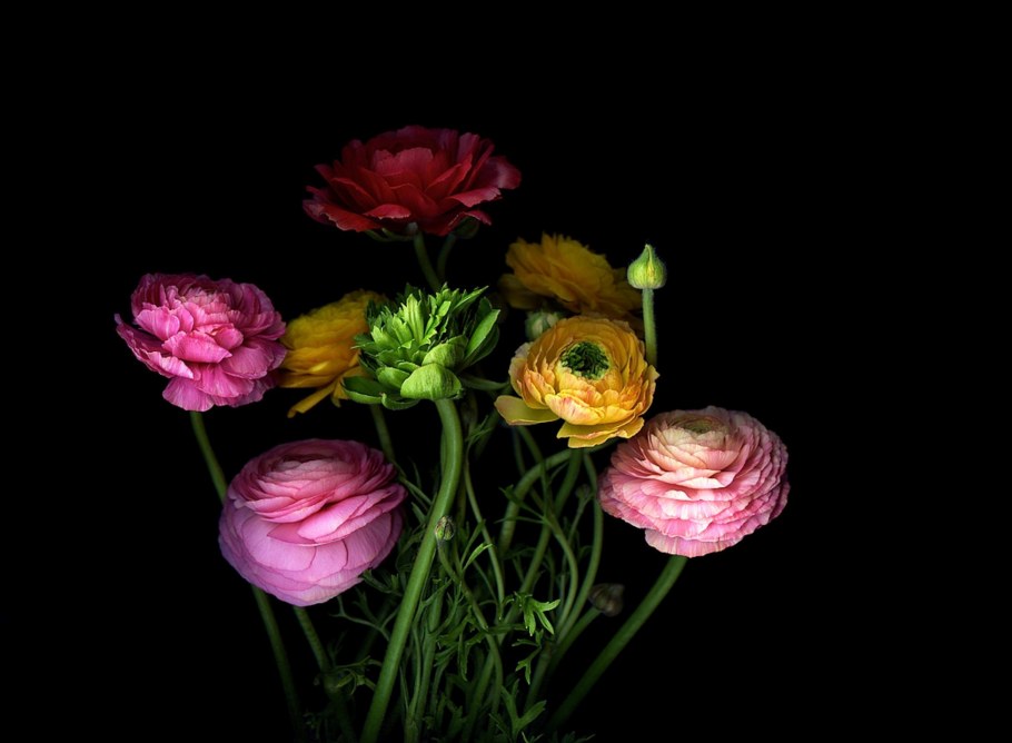 Цветы на темном фоне