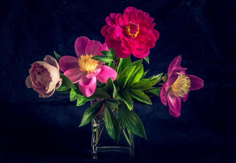 Пионы на темном фоне