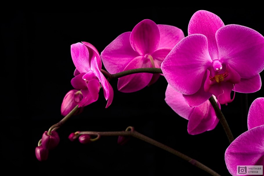 Thomas Darnell пионы картины