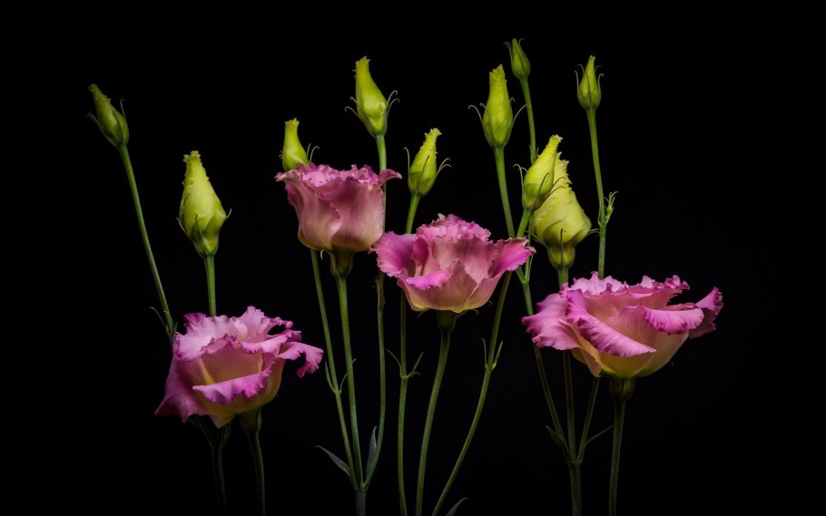 Тёмные цветы Эстетика