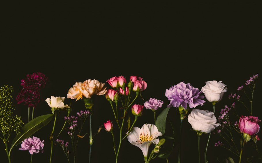 Орхидея Purple Edge.