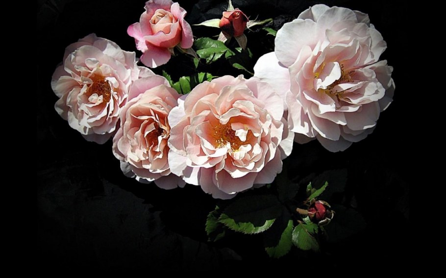 Цветы на черном фоне