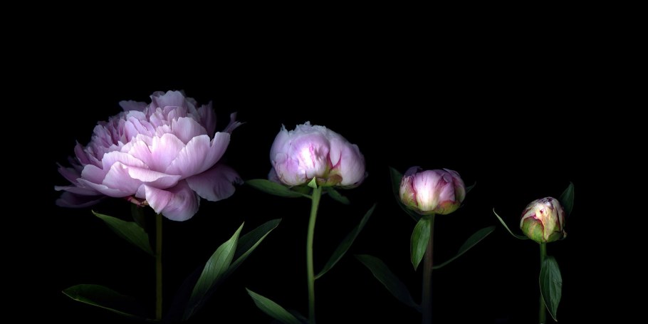 Орхидея фиолетовая