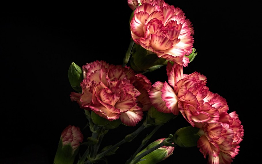 Цветы в вазе на темном фоне