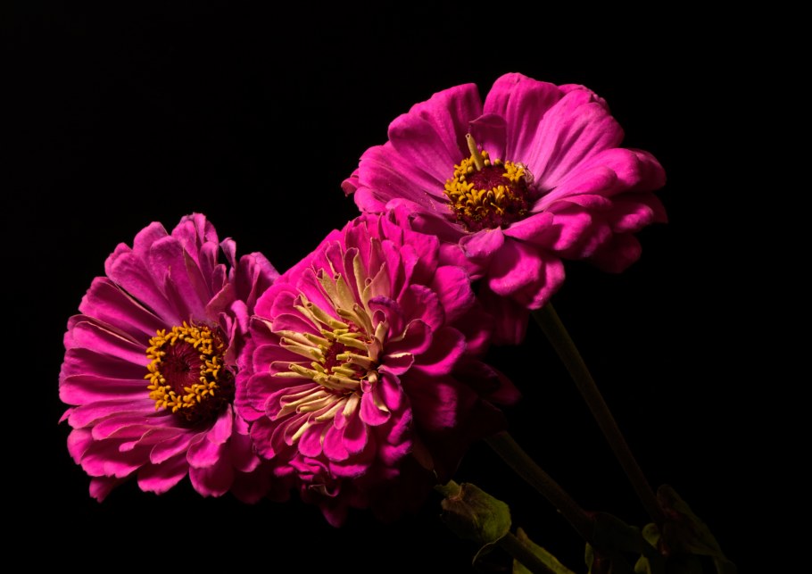 Орхидея на темном фоне