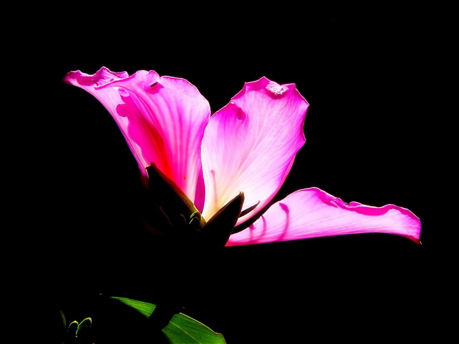 Спальня в современном стиле с цветами