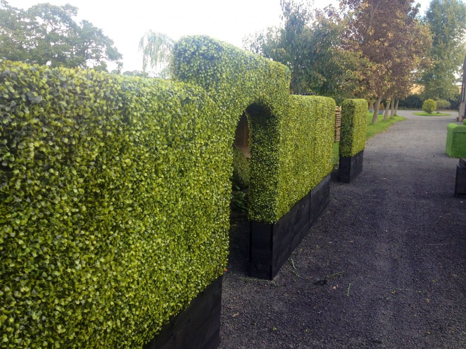 Живая изгородь (виноград + плющ) (Аэлита)