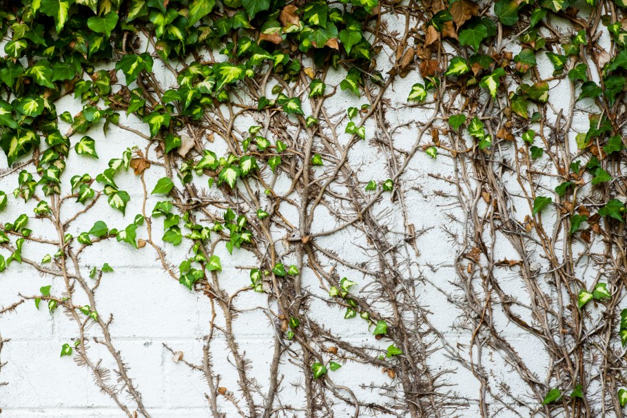 Плющ садовый вечнозеленый зимой