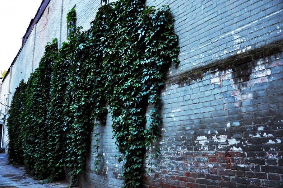 Clematis vitalba изгородь