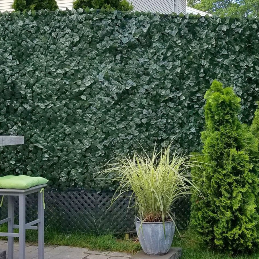 Плющ триостренный