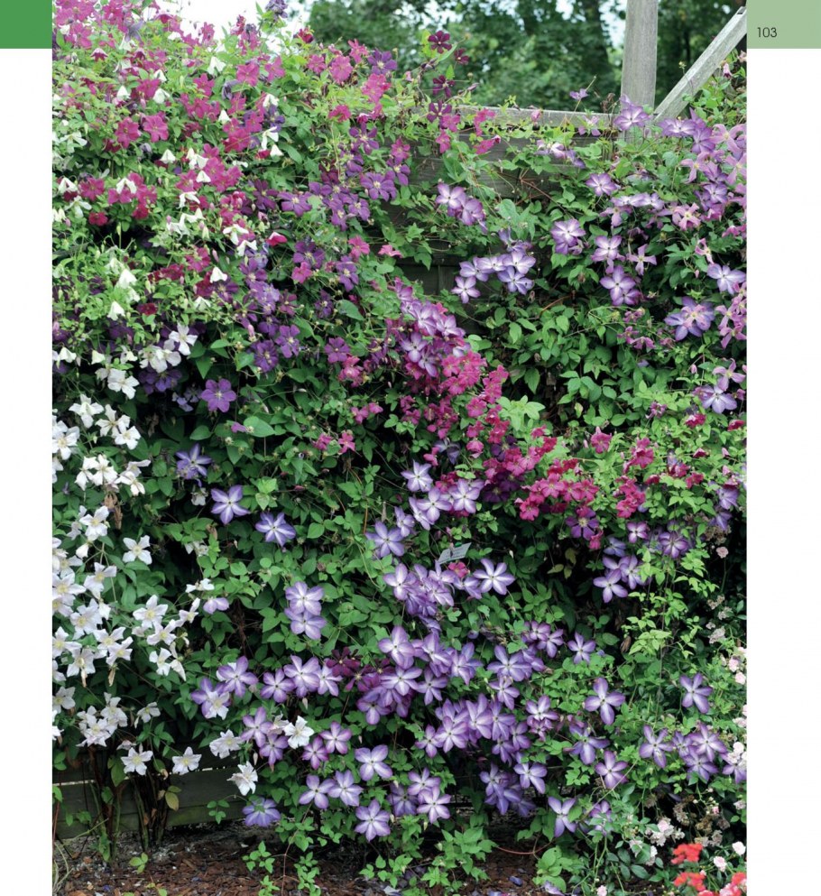 Clematis vitalba изгородь