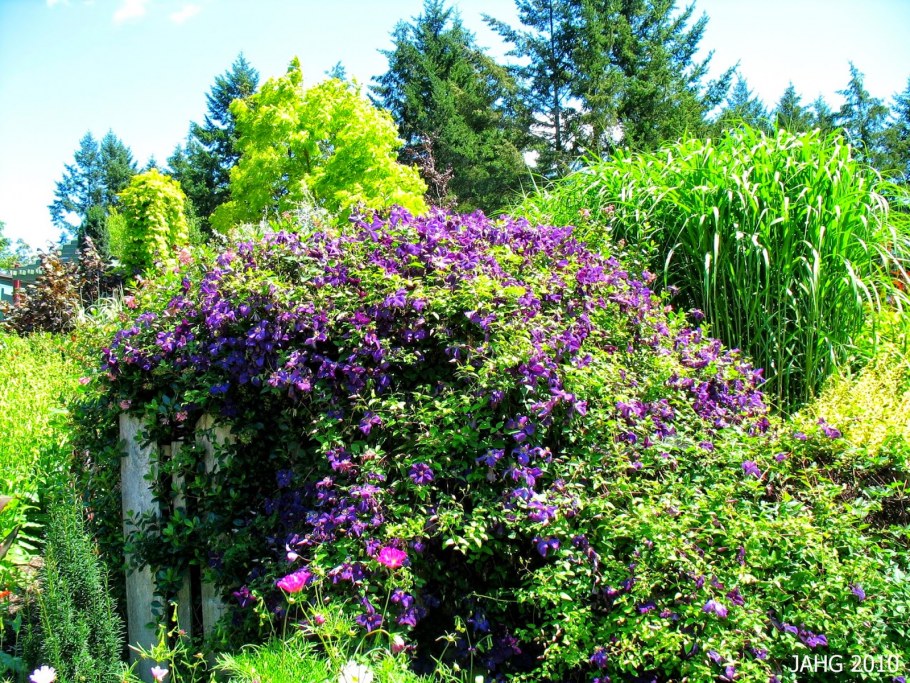 Clematis vitalba изгородь