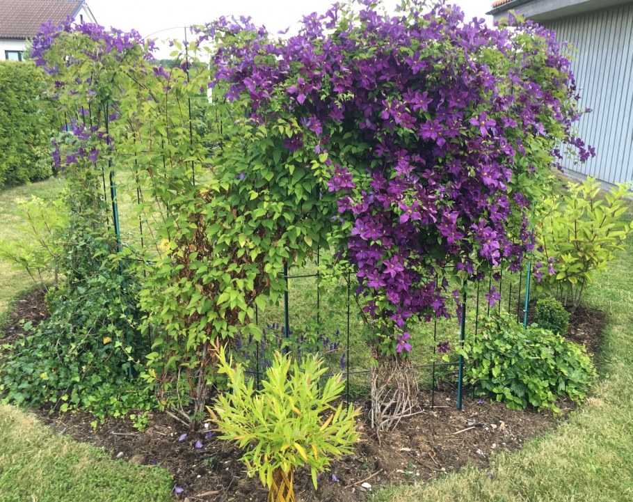 Клематис на перголе