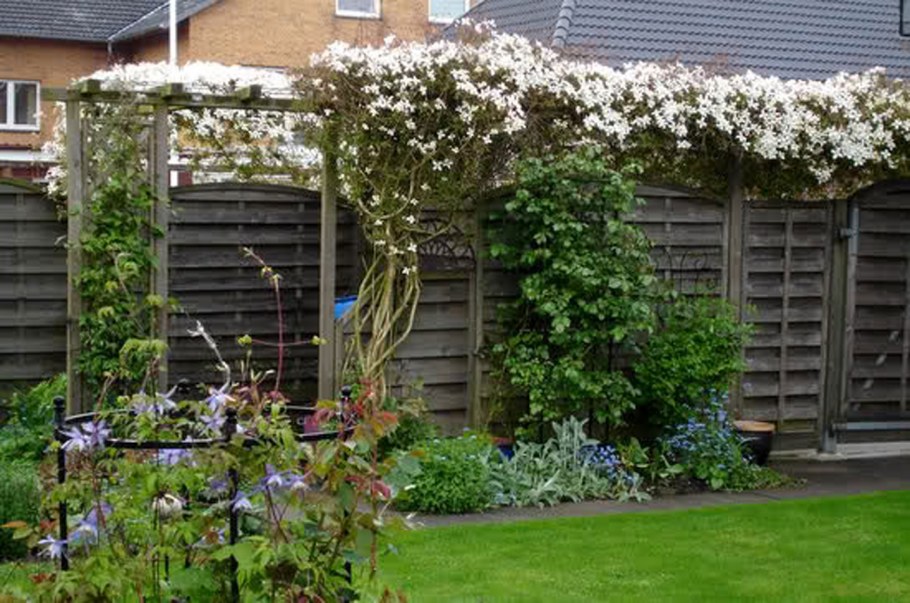 Клематис рабица