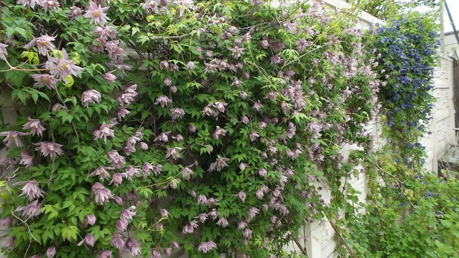 Клематис рапсодия фото