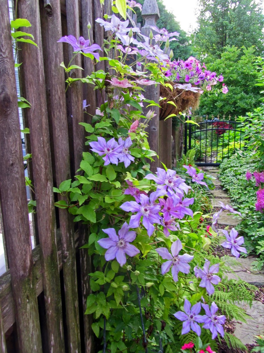 Клематис княжик изгородь