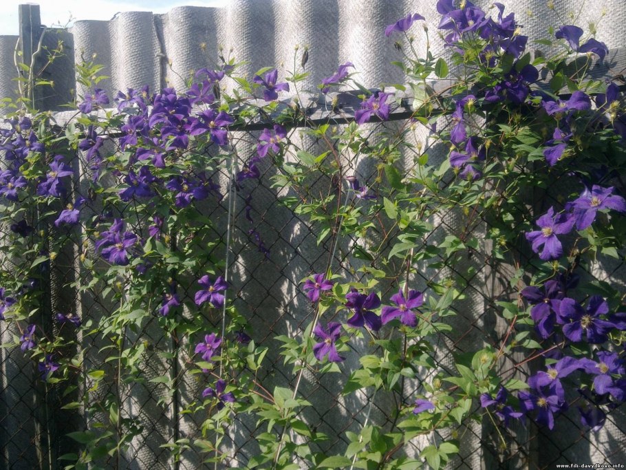 Клематис рабица