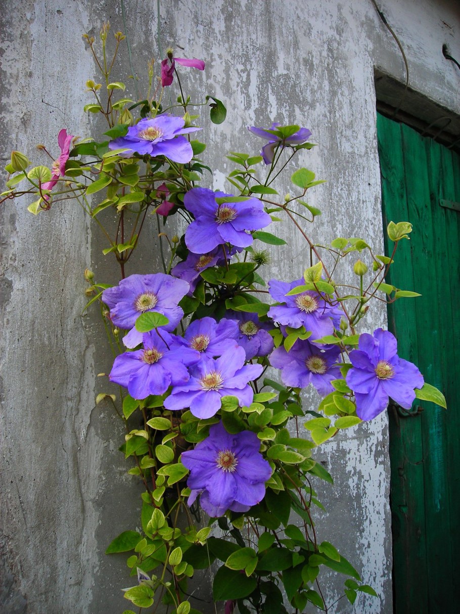 Клематис Вьюнок